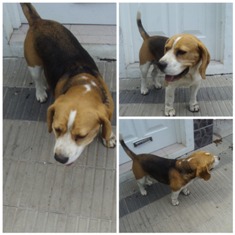 Encontraron un beagle